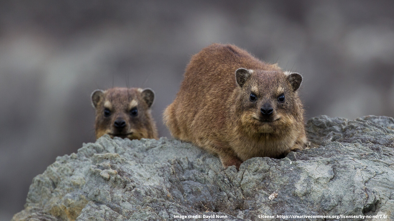 photo of rock badgers